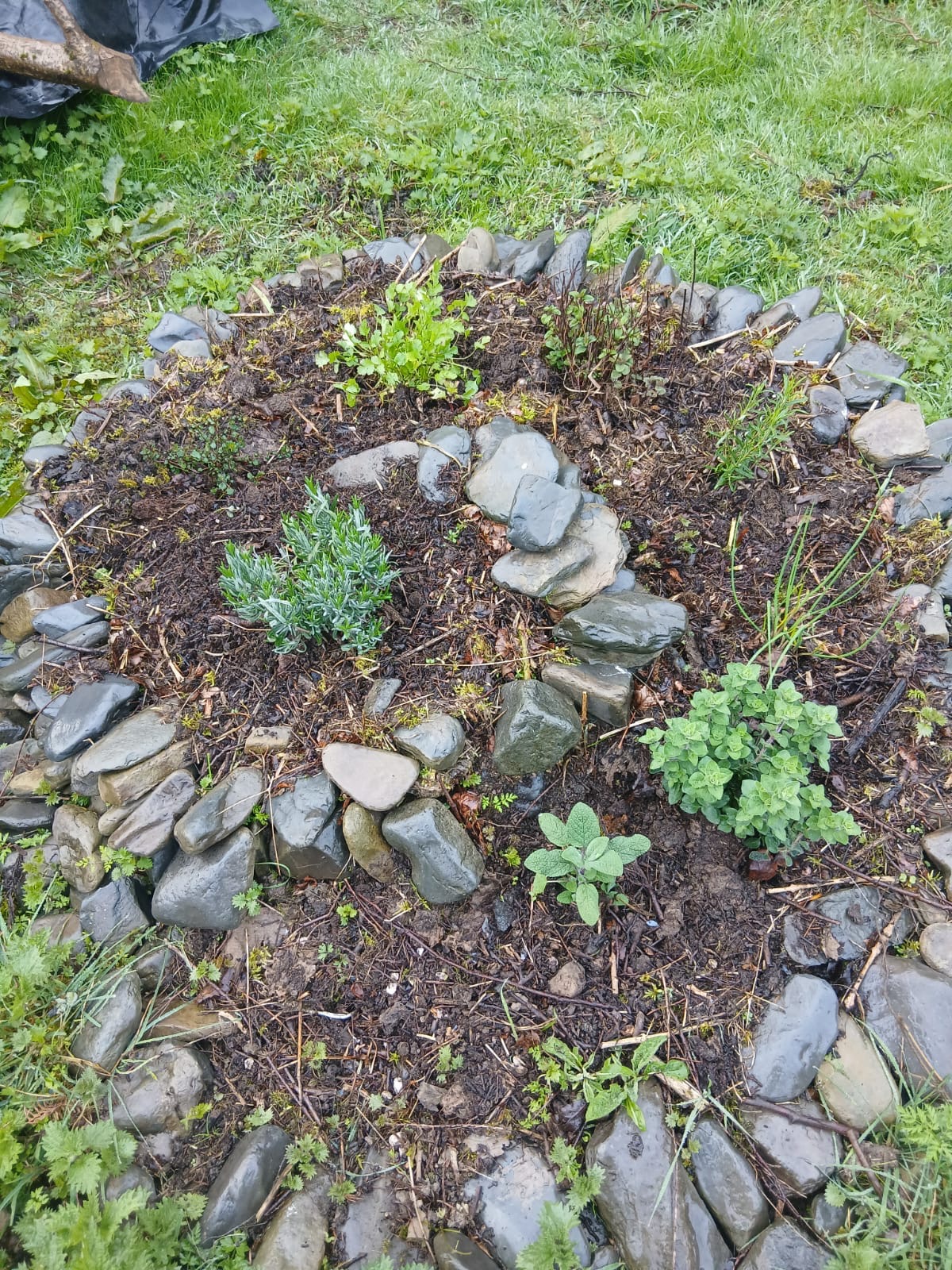 A herb bed made from stone taken from the River dee and arranged into a spiral.